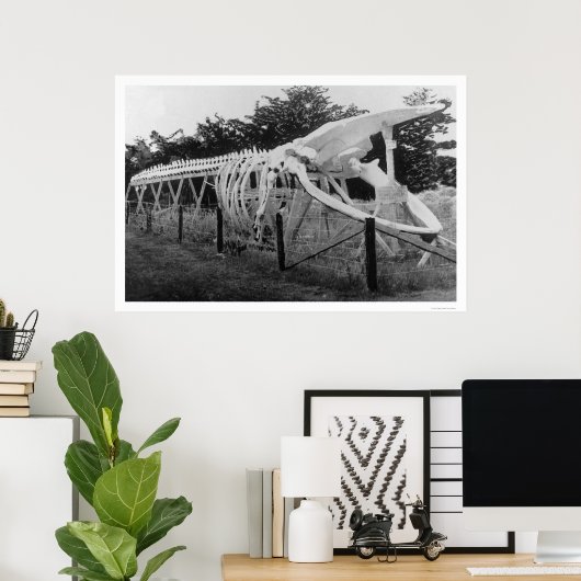 Poster Skeleton de baleine Alaska 1922 (Bureau à domicile)