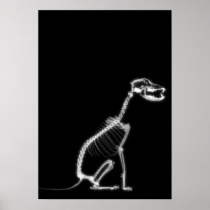 POSTER SKELETON DE CHIEN À POIVRE X-RAY - B&W