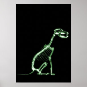 POSTER SKELETON DE CHIEN À POIVRE X-RAY - VERT