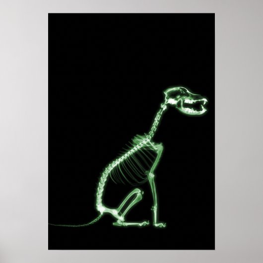 POSTER SKELETON DE CHIEN À POIVRE X-RAY - VERT (Devant)