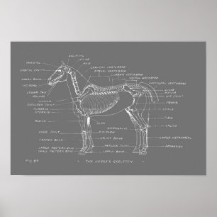 Poster SKELETON DU CHEVAL 19 x 13 Imprimer