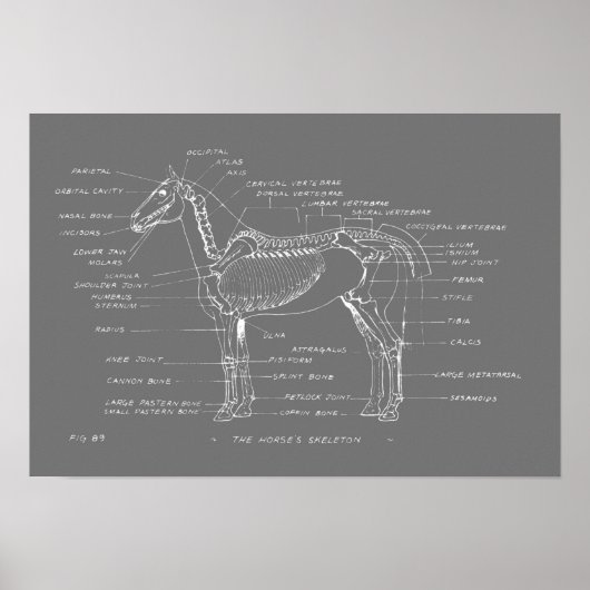 Poster SKELETON DU CHEVAL 19 x 13 Imprimer (Devant)