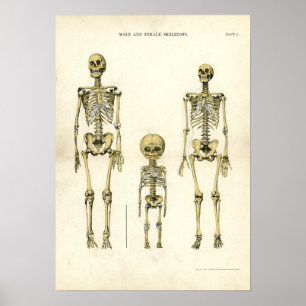 Poster Skeletons hommes et femmes