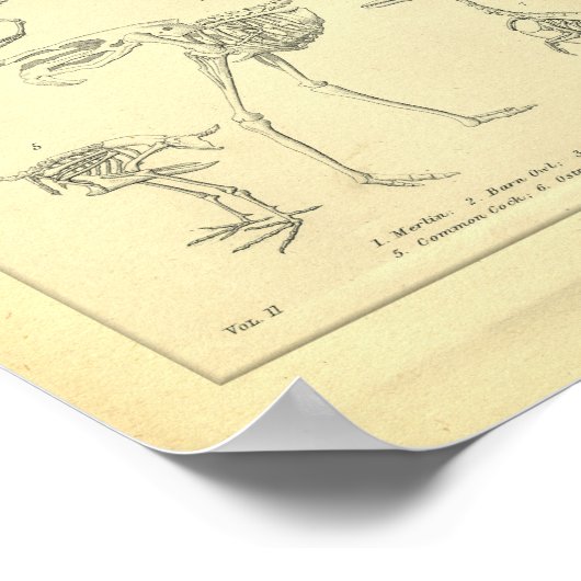 Poster Skeletons vintages d'oiseaux Imprimer (Coin)