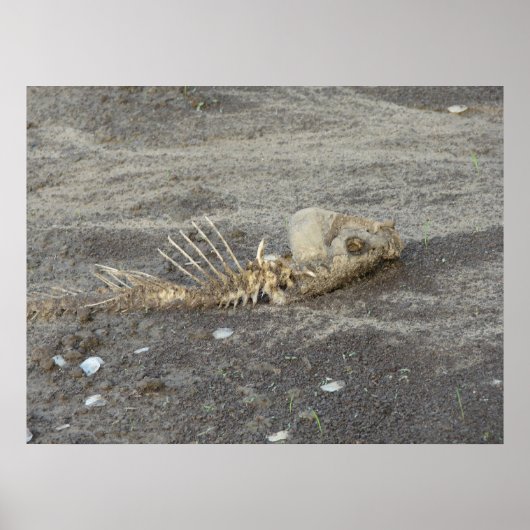 Poster Skelton d'un poisson (Devant)