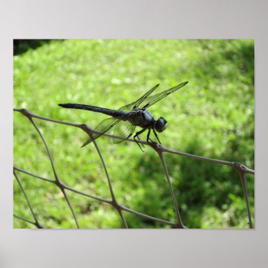 Poster Skimmer bleu (Devant)