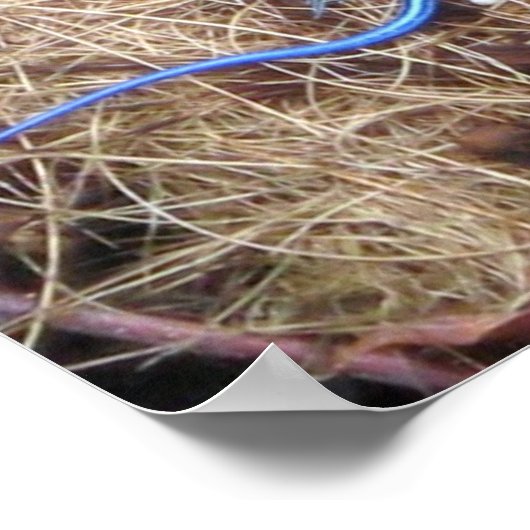 Poster Skink à queue bleue (Coin)