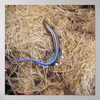 Poster Skink à queue bleue