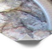 Poster Skink à tête large (Coin)