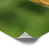 Poster Skipper sur Milkweed (Coin)