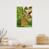 Poster Skipper sur Milkweed (Cuisine)