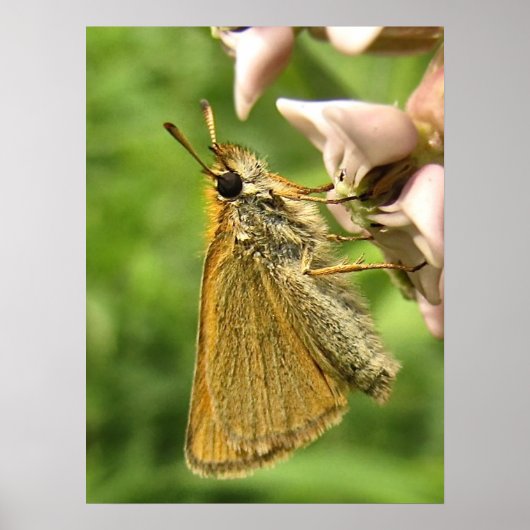 Poster Skipper sur Milkweed (Devant)