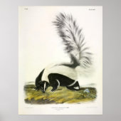 Poster Skunk à grande queue, Skunk à capuchon, par Audubo (Devant)