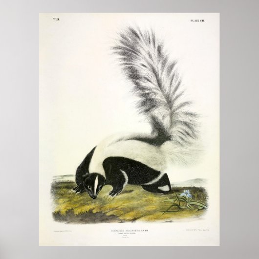 Poster Skunk à grande queue, Skunk à capuchon, par Audubo (Devant)