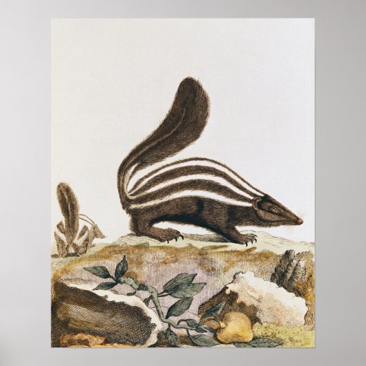Poster Skunk, de 'Histoire Naturelle' de (Devant)