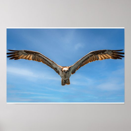Poster Sky Sovereign: Osprey in Flight (Devant)