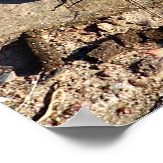 Poster Slate Blue Dragonfly Nature (Coin)