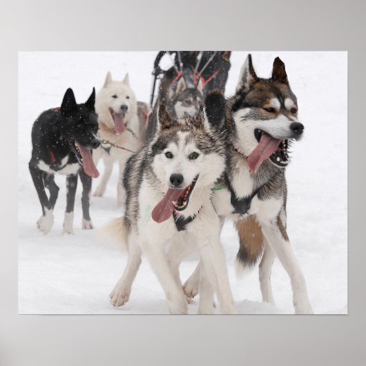 Poster sled dog racing (Devant)
