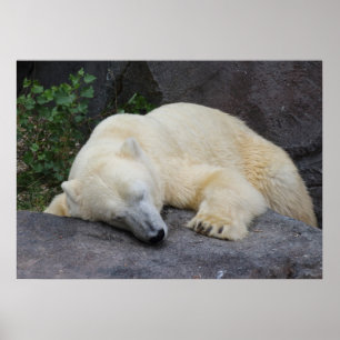 Poster Sleeping Polar Bear
