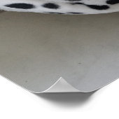 Poster Sleepy cat (Coin)