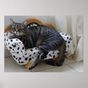 Poster Sleepy cat