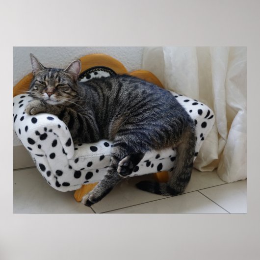 Poster Sleepy cat (Devant)