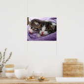 Poster Sleepy kittens (Cuisine)