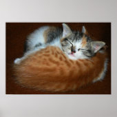 Poster Sleepy kittens (Devant)