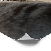 Poster Sleepy Kitty (Coin)