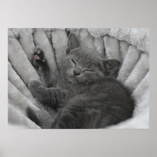 Poster Sleepy kitty (Devant)