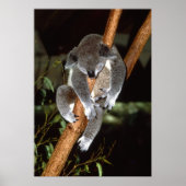 Poster Sleepy Koala (Devant)