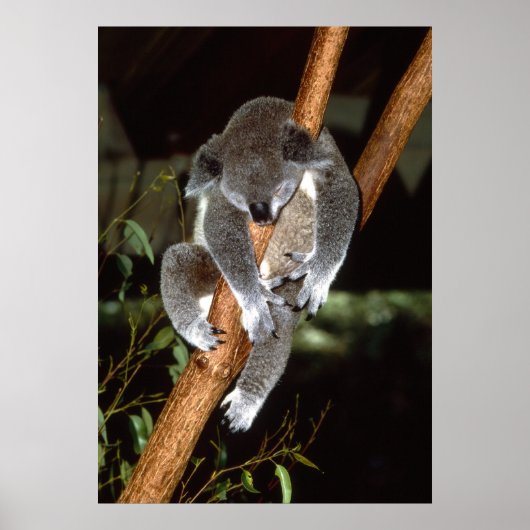 Poster Sleepy Koala (Devant)