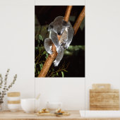 Poster Sleepy Koala (Cuisine)