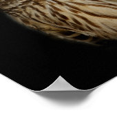 Poster Sleepy Owl Print (Coin)