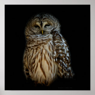 Poster Sleepy Owl Print