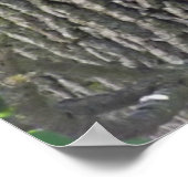 Poster Sleepy Squirrel Cooling Off on a Tree Branch Poste (Coin)