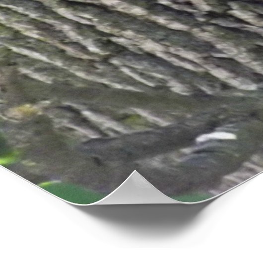 Poster Sleepy Squirrel Cooling Off on a Tree Branch Poste (Coin)