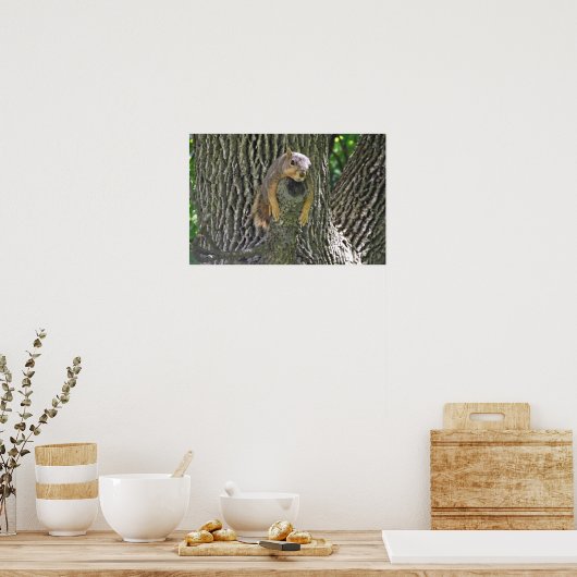 Poster Sleepy Squirrel Cooling Off on a Tree Branch Poste (Cuisine)