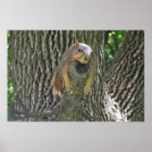 Poster Sleepy Squirrel Cooling Off on a Tree Branch Poste (Devant)