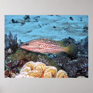 Poster Slender Grouper
