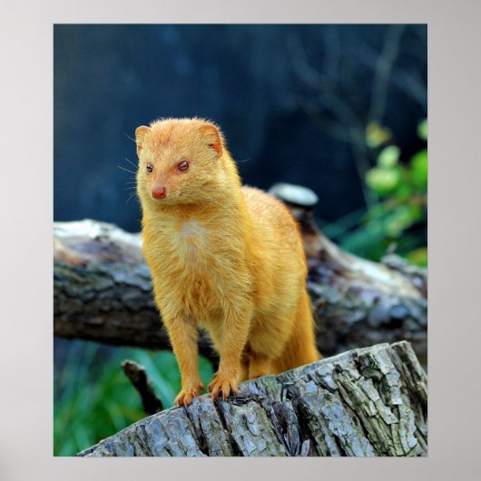 Poster Slender Mongoose Galerella Sanguinea (Devant)