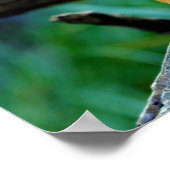 Poster Slender Mongoose Galerella Sanguinea (Coin)