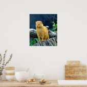 Poster Slender Mongoose Galerella Sanguinea (Cuisine)