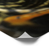 Poster Slider à oreilles rouges, Trachemys scripta elegan (Coin)