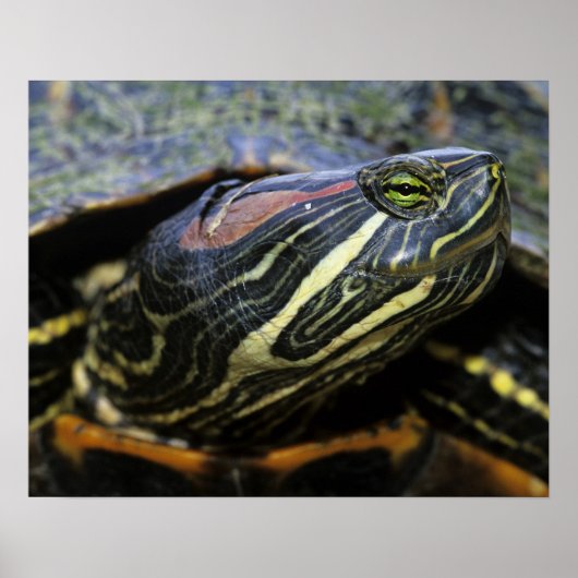 Poster Slider à oreilles rouges, Trachemys scripta elegan (Devant)