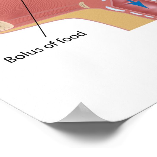 Poster slikproces (Hoek)