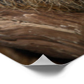 Poster Sloth à deux doigts du Sud (Coin)