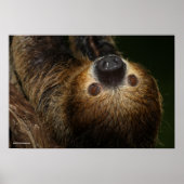 Poster Sloth à deux doigts du Sud (Devant)