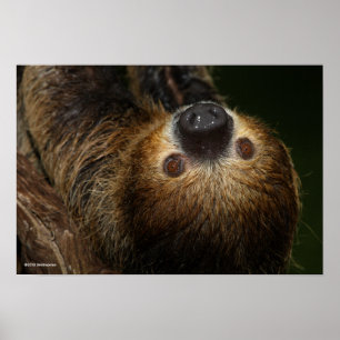 Poster Sloth à deux doigts du Sud
