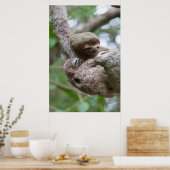 Poster Sloth Baby avec mère pendre d'un arbre (Cuisine)